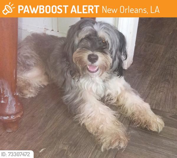 Found/Stray Male Dog last seen Tennessee, New Orleans, LA 70117