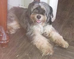 Found/Stray Male Dog last seen Tennessee, New Orleans, LA 70117