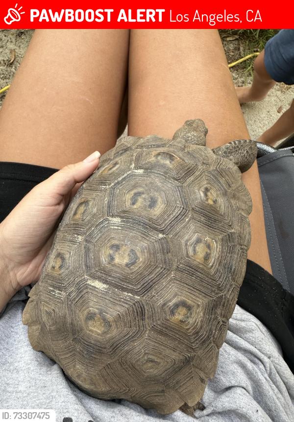 Lost Female Reptile last seen Rosewood and palms, Los Angeles, CA 90066