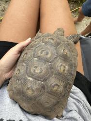 Lost Female Reptile last seen Rosewood and palms, Los Angeles, CA 90066