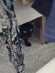Reunited Male Cat last seen 55th & W Townley Ave, Glendale, AZ 85302
