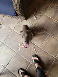 Found/Stray Female Dog last seen Edwards and Lost Tree Blvd, Fort Pierce, FL 34981