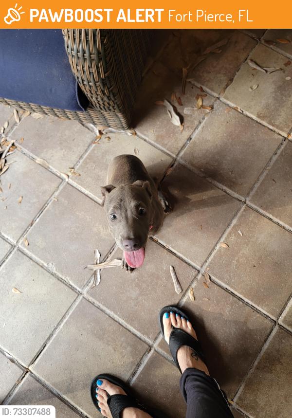 Found/Stray Female Dog last seen Edwards and Lost Tree Blvd, Fort Pierce, FL 34981