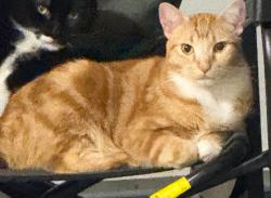 Reunited Male Cat last seen Copper Creek Loop, Wilsonville, Wilsonville, OR 97070