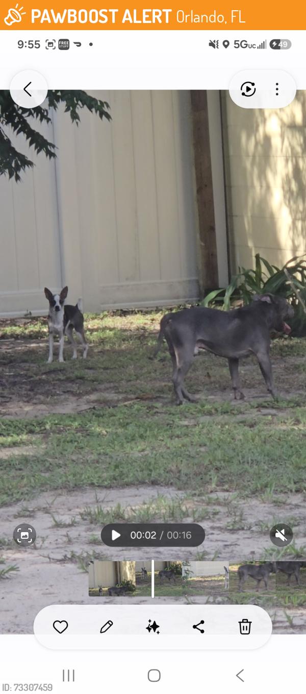 Found/Stray Male Dog last seen Laurel hill dr & hiawassee rd, Orlando, FL 32818