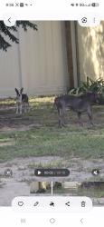 Found/Stray Male Dog last seen Laurel hill dr & hiawassee rd, Orlando, FL 32818