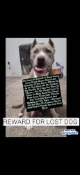 Lost Male Dog last seen Shields and Grand Boulevard, Oklahoma City, OK 73129
