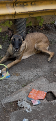 Found/Stray Unknown Dog last seen Lifeline animal shelter college park, College Park, GA 30337