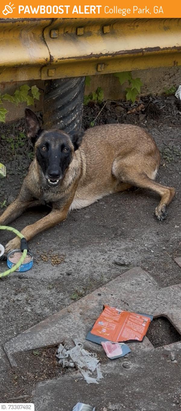 Found/Stray Unknown Dog last seen Lifeline animal shelter college park, College Park, GA 30337