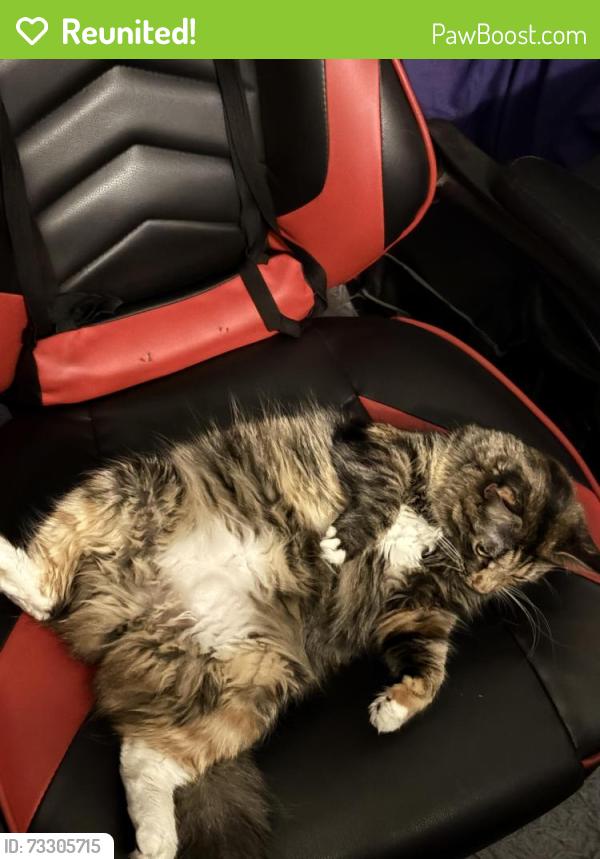 Reunited Female Cat last seen Quincy st and ivy st, Kearny, NJ 07032