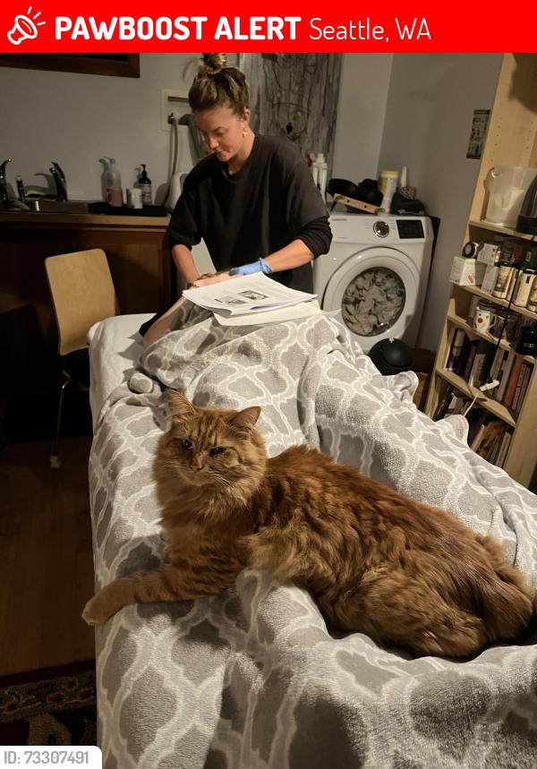 Lost Female Cat last seen 3rd and 8th NW and 46th NW, Seattle, WA 98107