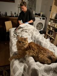 Lost Female Cat last seen 3rd and 8th NW and 46th NW, Seattle, WA 98107