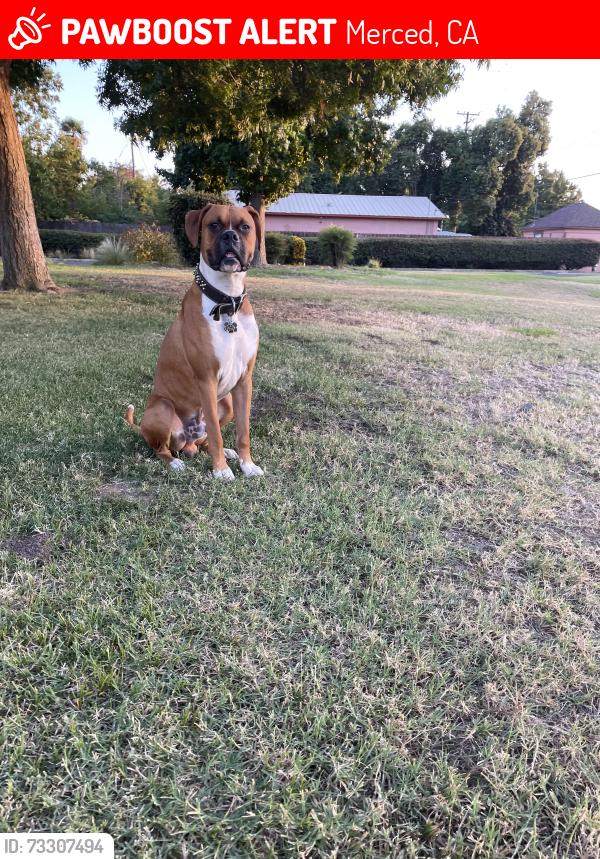 Lost Male Dog last seen Arden lane and McKee, Merced, CA 95340