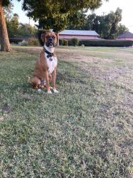 Lost Male Dog last seen Arden lane and McKee, Merced, CA 95340