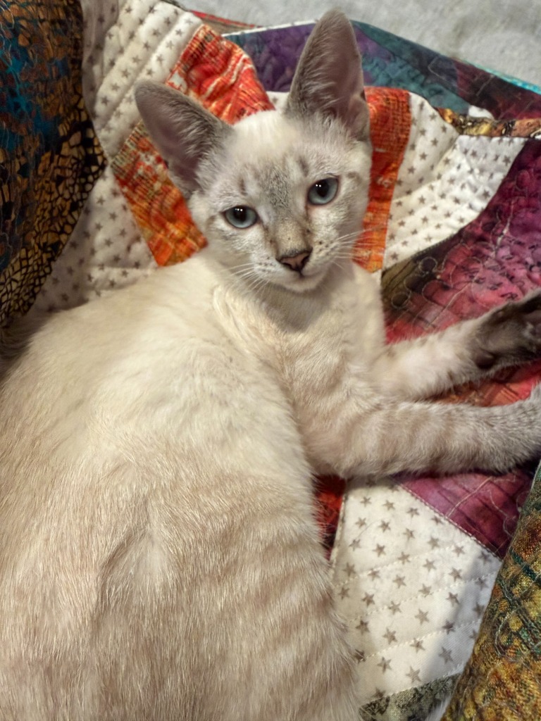 Shelter Stray Female Cat last seen Bexar County, 3353 Morningside Dr, New Braunfels, TX 78132, USA