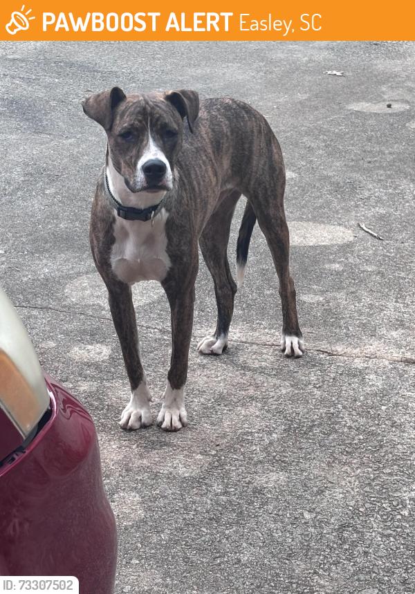 Found/Stray Male Dog last seen Blair st. Easley, Easley, SC 29640