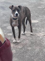 Found/Stray Male Dog last seen Blair st. Easley, Easley, SC 29640