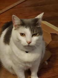Reunited Female Cat last seen Near the cross street of irma and bancroft, Youngstown, OH 44514