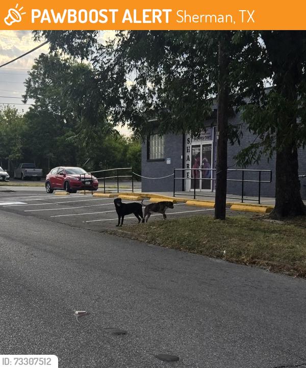 Found/Stray Unknown Dog last seen Share Ministries, Sherman, TX 75090