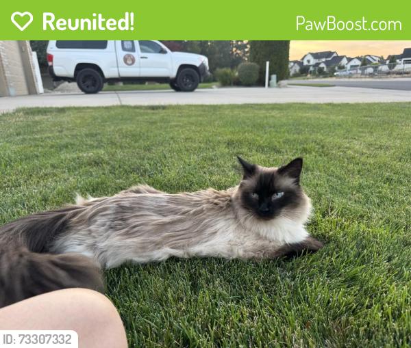 Reunited Female Cat last seen King Benjamin’s Court, West Jordan, UT 84088