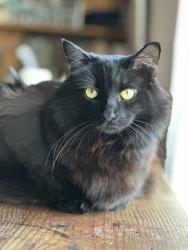Lost Female Cat last seen Telephone, Ventura, CA 93004