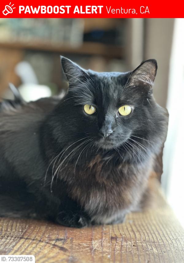 Lost Female Cat last seen Telephone, Ventura, CA 93004