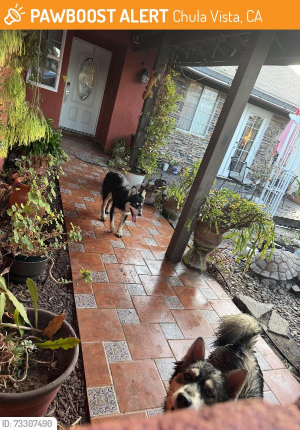 Found/Stray Unknown Dog last seen Apple court and spruce st, Chula Vista, CA 91911