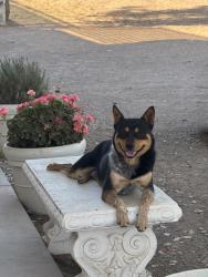 Lost Male Dog last seen Hierba Road, Agua Dulce, CA 91390