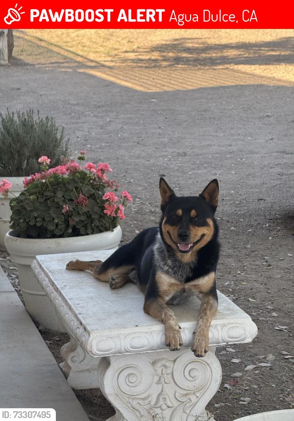 Lost Male Dog last seen Hierba Road, Agua Dulce, CA 91390