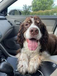 Reunited Male Dog last seen Valerian Drive, Chattanooga, TN 37415