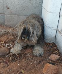 Reunited Female Dog last seen Country Club/Grant (Edison), Tucson, AZ 85716