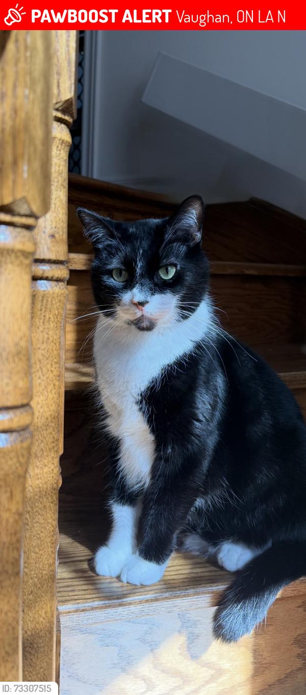 Lost Male Cat last seen Major Mackenzie and Peter Rupert, Vaughan, ON L6A 0N1