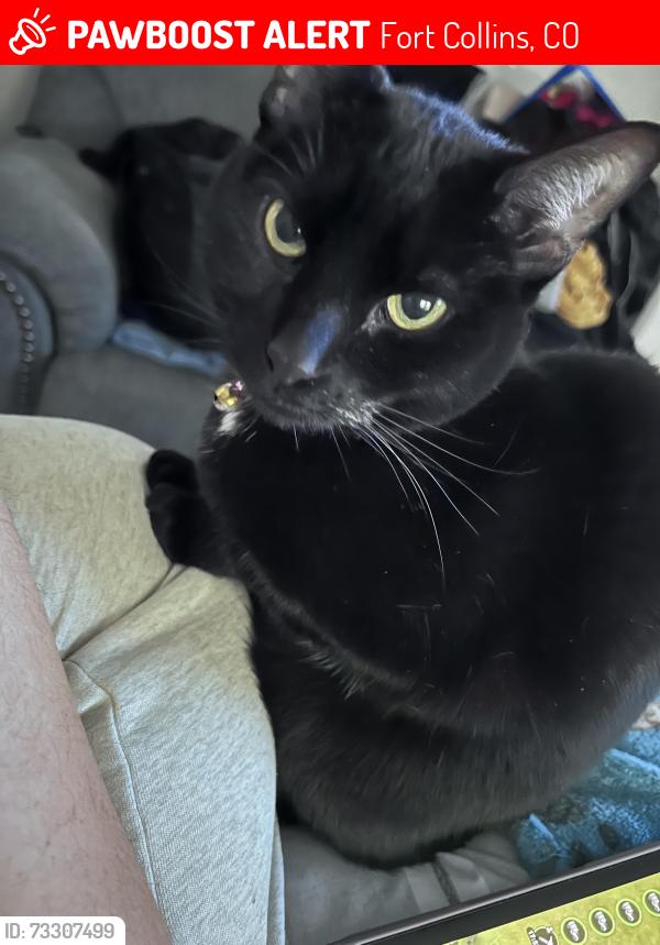 Lost Female Cat last seen Harmony and Timberline, Fort Collins, CO 80528