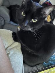 Lost Female Cat last seen Harmony and Timberline, Fort Collins, CO 80528