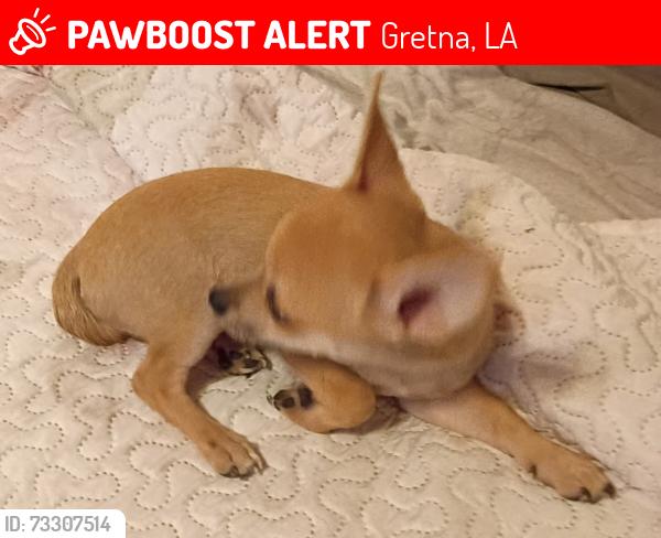 Lost Male Dog last seen 12th st & weyer, Gretna, LA 70053