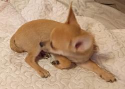 Lost Male Dog last seen 12th st & weyer, Gretna, LA 70053