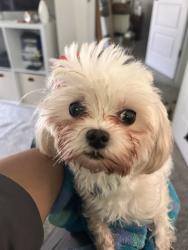 Reunited Male Dog last seen Dearborn, Durham, NC 27704