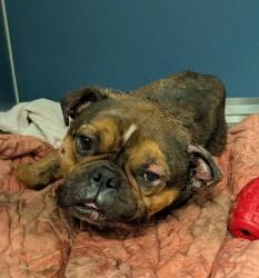 Shelter Stray Male Dog last seen Near BLOCK TROESTER ST, DETROIT, MI 48205, 7401 Chrysler Dr, Detroit, MI 48211, USA