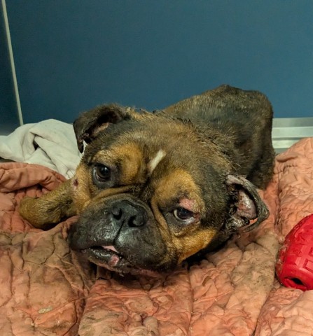 Shelter Stray Male Dog last seen Near BLOCK TROESTER ST, DETROIT, MI 48205, 7401 Chrysler Dr, Detroit, MI 48211, USA