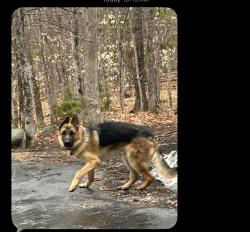 Reunited Male Dog last seen Near w. Boulevard Alexandria Virginia, Alexandria, VA 22308