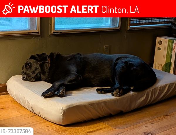 Lost Male Dog last seen River Rd and Gilead, Clinton, LA 70722