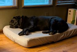 Lost Male Dog last seen River Rd and Gilead, Clinton, LA 70722
