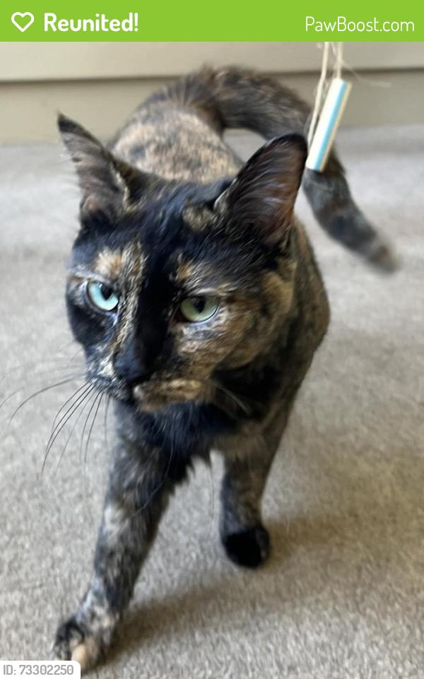 Reunited Female Cat last seen Charles Hardy Pkwy, Hiram, GA, Hiram, GA 30141