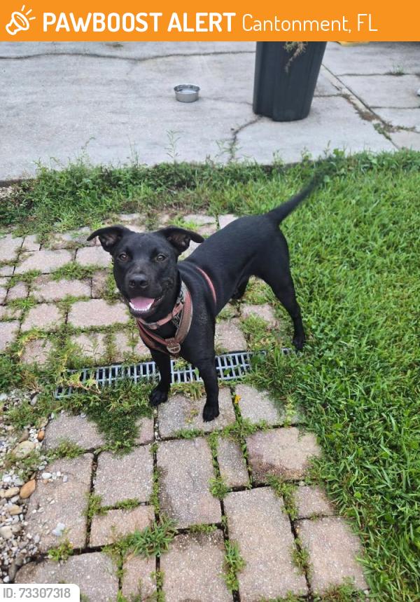 Found/Stray Female Dog last seen Front of Ironhorse Neighborhood in Cantonment of Hwy 97, Cantonment, FL 32533