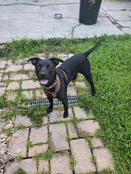 Found/Stray Female Dog last seen Front of Ironhorse Neighborhood in Cantonment of Hwy 97, Cantonment, FL 32533
