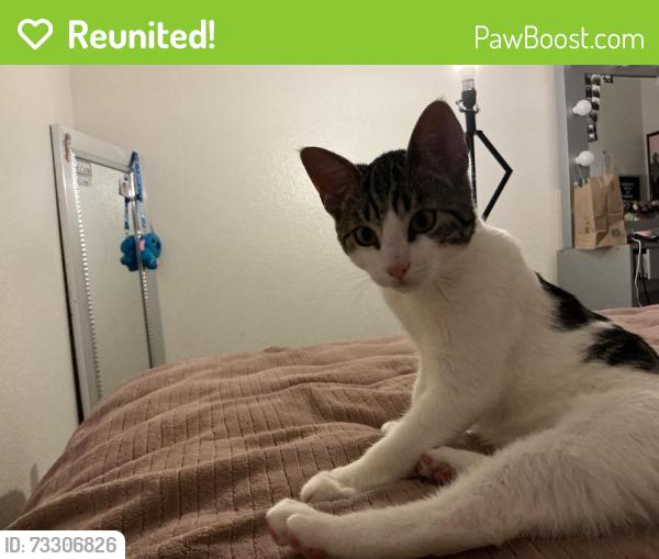 Reunited Male Cat last seen Carslbad mall, Carlsbad, CA 92008