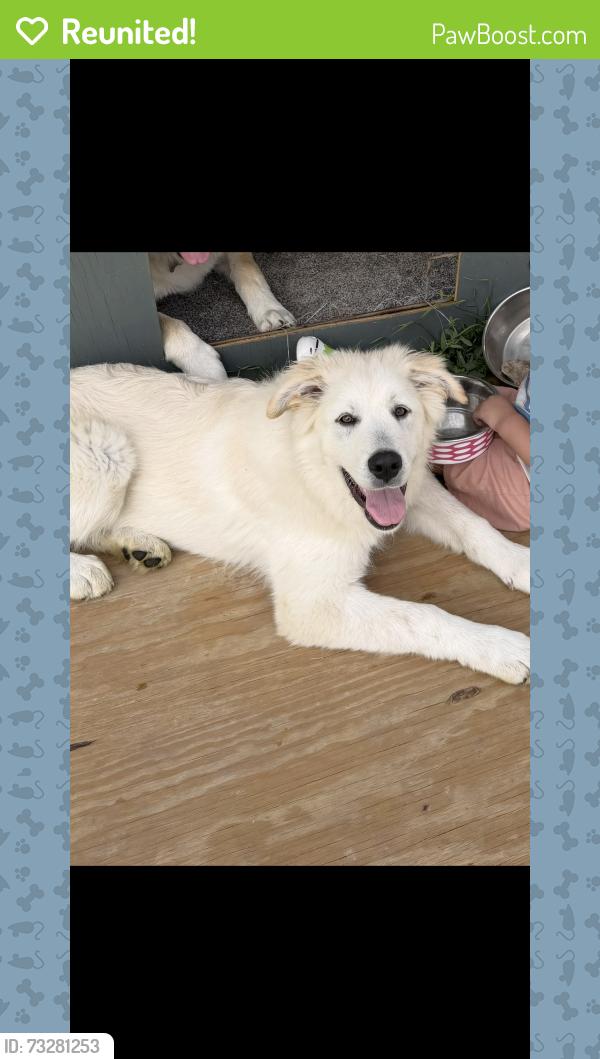 Reunited Female Dog last seen Burleson high school, Burleson, TX 76028