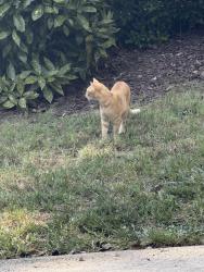 Found/Stray Unknown Cat last seen Settlement dr. Woodcroft, Durham, NC 27713