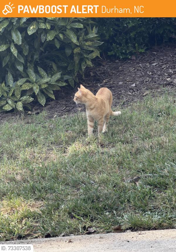 Found/Stray Unknown Cat last seen Settlement dr. Woodcroft, Durham, NC 27713