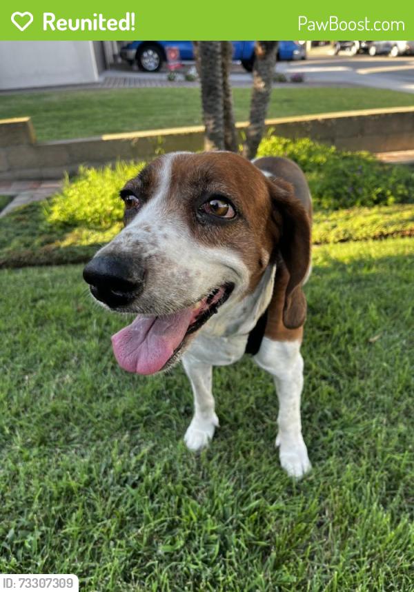 Reunited Female Dog last seen Alondra & Studebaker, Norwalk, CA 90650